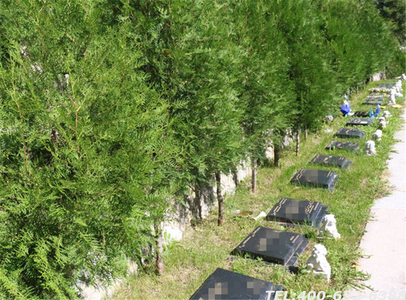 北京市哪里可以进行树葬？