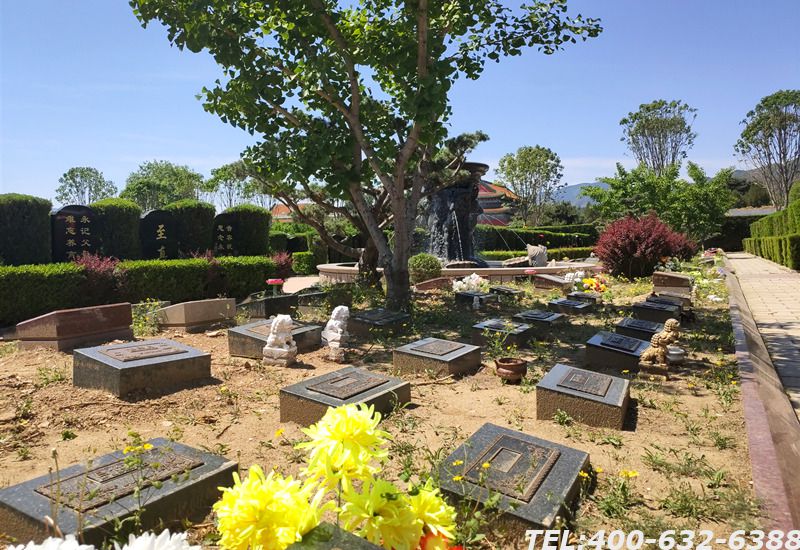 北京申请免费树葬要怎么申请？具体流程是什么？