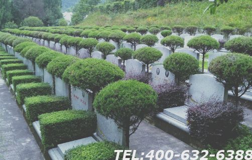 北京树葬价格是多少？3000元一平能信吗？