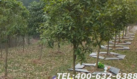 树葬有年限吗？达到年限后该怎么办？