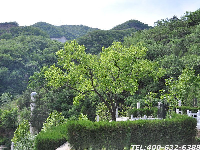 通惠陵园预约平台在哪里？购买墓地需要什么手续？