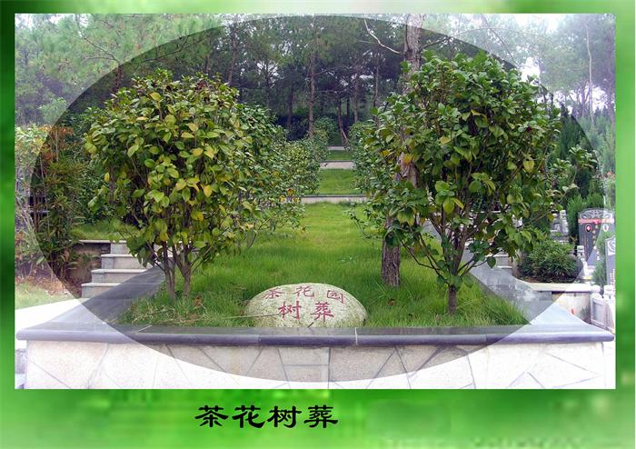 家在北京想参加树葬活动如何联系?有联系电话吗?